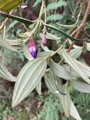Andesanthus