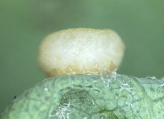 Polystepha globosa