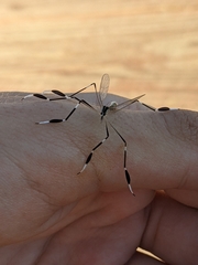 Bittacomorpha clavipes