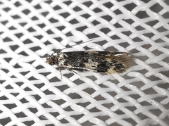 Apatema mediopallidum