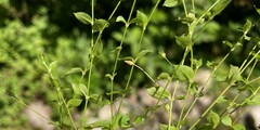 Stellaria crispa