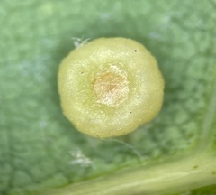 Polystepha globosa