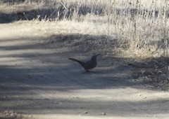 Toxostoma redivivum