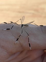 Bittacomorpha clavipes