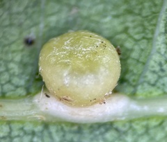 Polystepha globosa