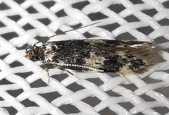 Apatema mediopallidum