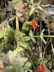 Erythranthe cardinalis