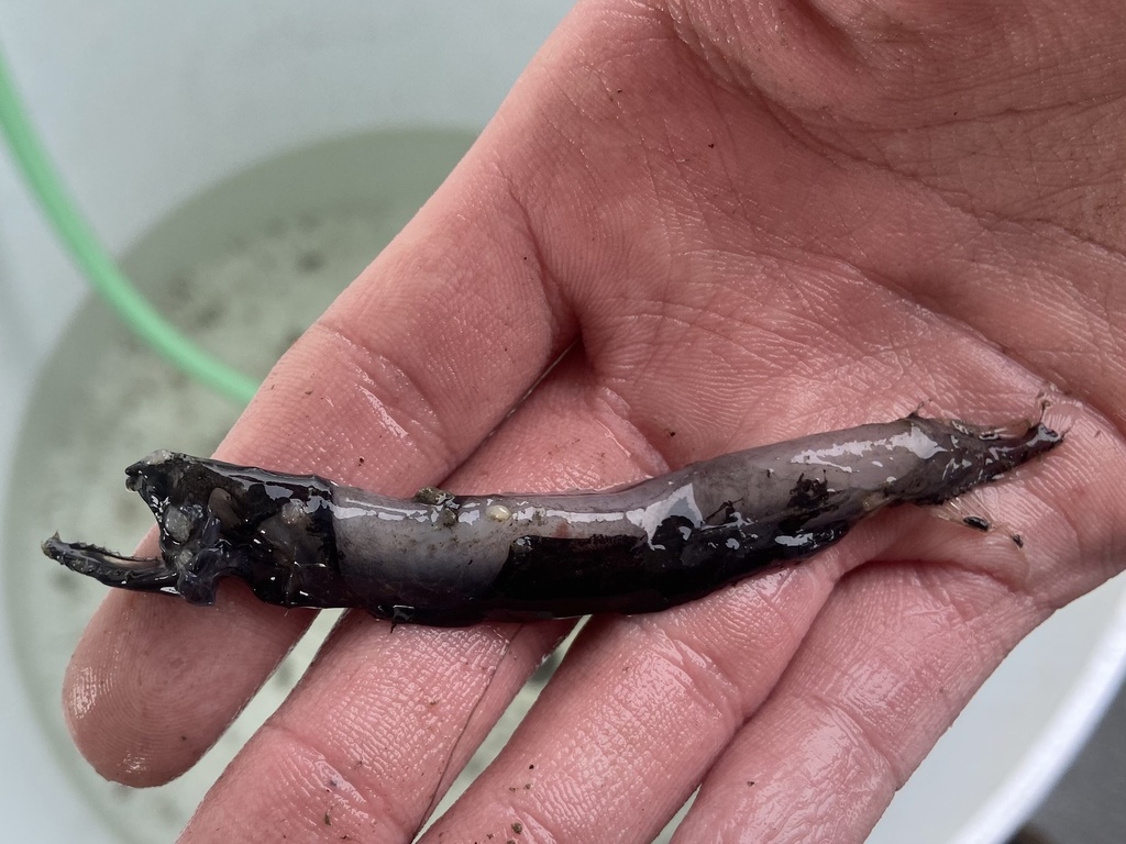 Highfin Dragonfish