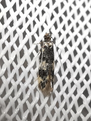 Apatema mediopallidum
