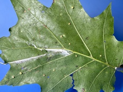 Polystepha globosa