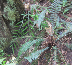 Asplenium flaccidum