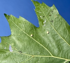Polystepha globosa