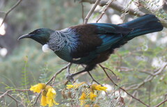 Prosthemadera novaeseelandiae novaeseelandiae