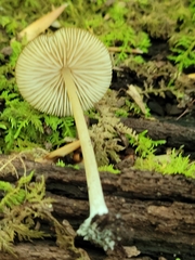 Nolanea