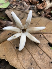 Ladenbergia macrocarpa