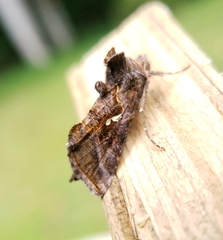 Autographa precationis