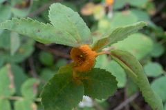 Phragmidium