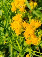 Euthamia occidentalis