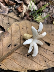 Ladenbergia macrocarpa