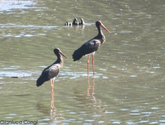 Ciconia nigra