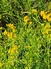 Euthamia occidentalis