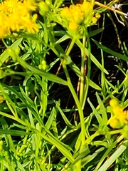 Euthamia occidentalis