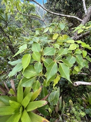 Sciodaphyllum attenuatum