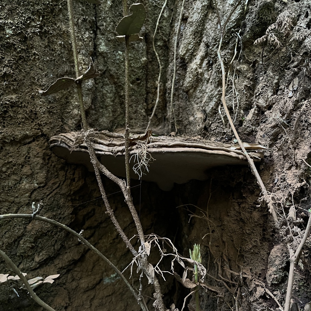 Ganoderma australe · September 2022 · photo: © cristianriquelme (iNaturalist, cc-by)