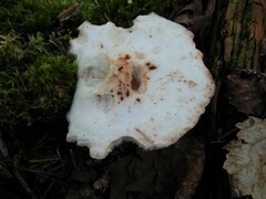 Rhodocollybia