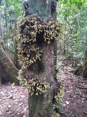 Syzygium cormiflorum