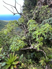 Sciodaphyllum attenuatum