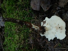 Rhodocollybia