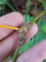 Neolasioptera cornicola