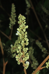 Paullinia