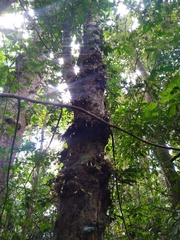Syzygium cormiflorum