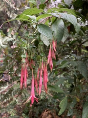 Fuchsia hirtella