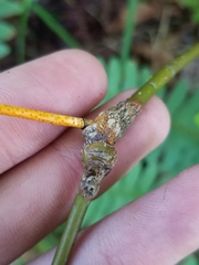 Neolasioptera cornicola