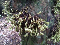 Syzygium cormiflorum