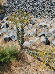 Heterotheca grandiflora