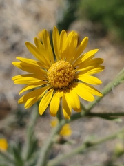 Heterotheca grandiflora
