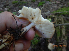 Rhodocollybia