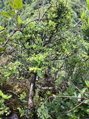 Weinmannia pinnata