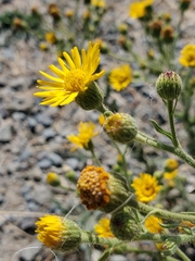 Heterotheca grandiflora
