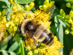 Bombus terricola