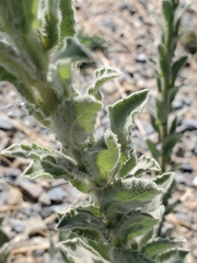 Heterotheca grandiflora