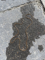 Gordioidea