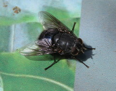 Calliphora quadrimaculata