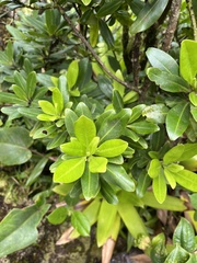Pimenta racemosa