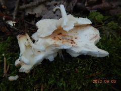 Rhodocollybia