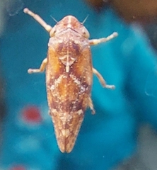 Aphrophora